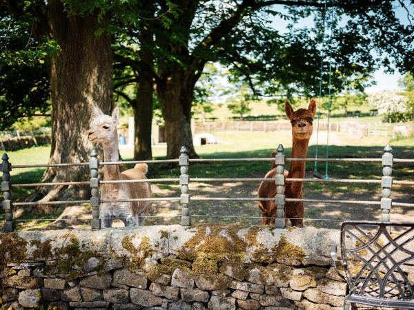 Bay Horse Farm Holiday Cottages Working farm with animals